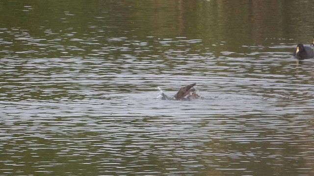 Black-headed Duck - ML448704111