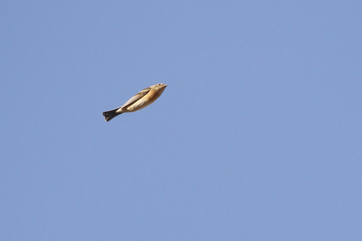 Lazuli Bunting - ML448704381