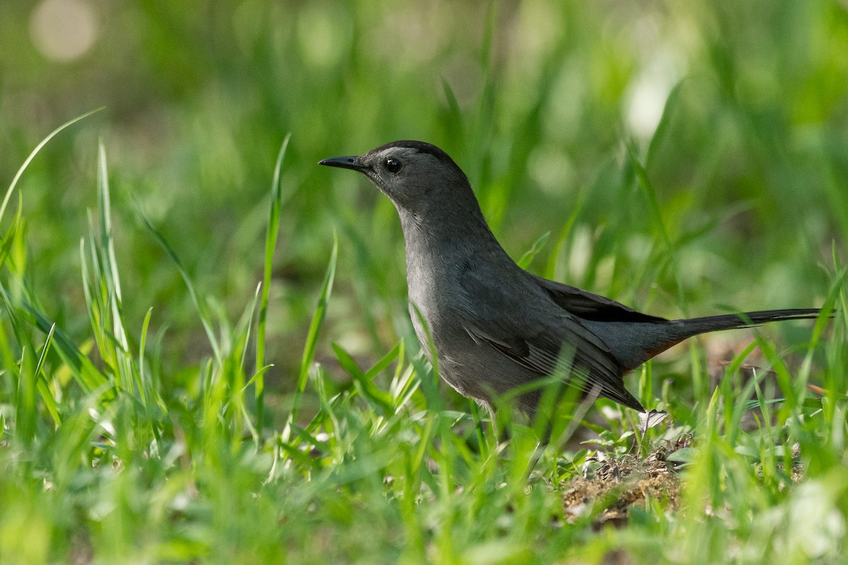 Gray Catbird - ML448704931