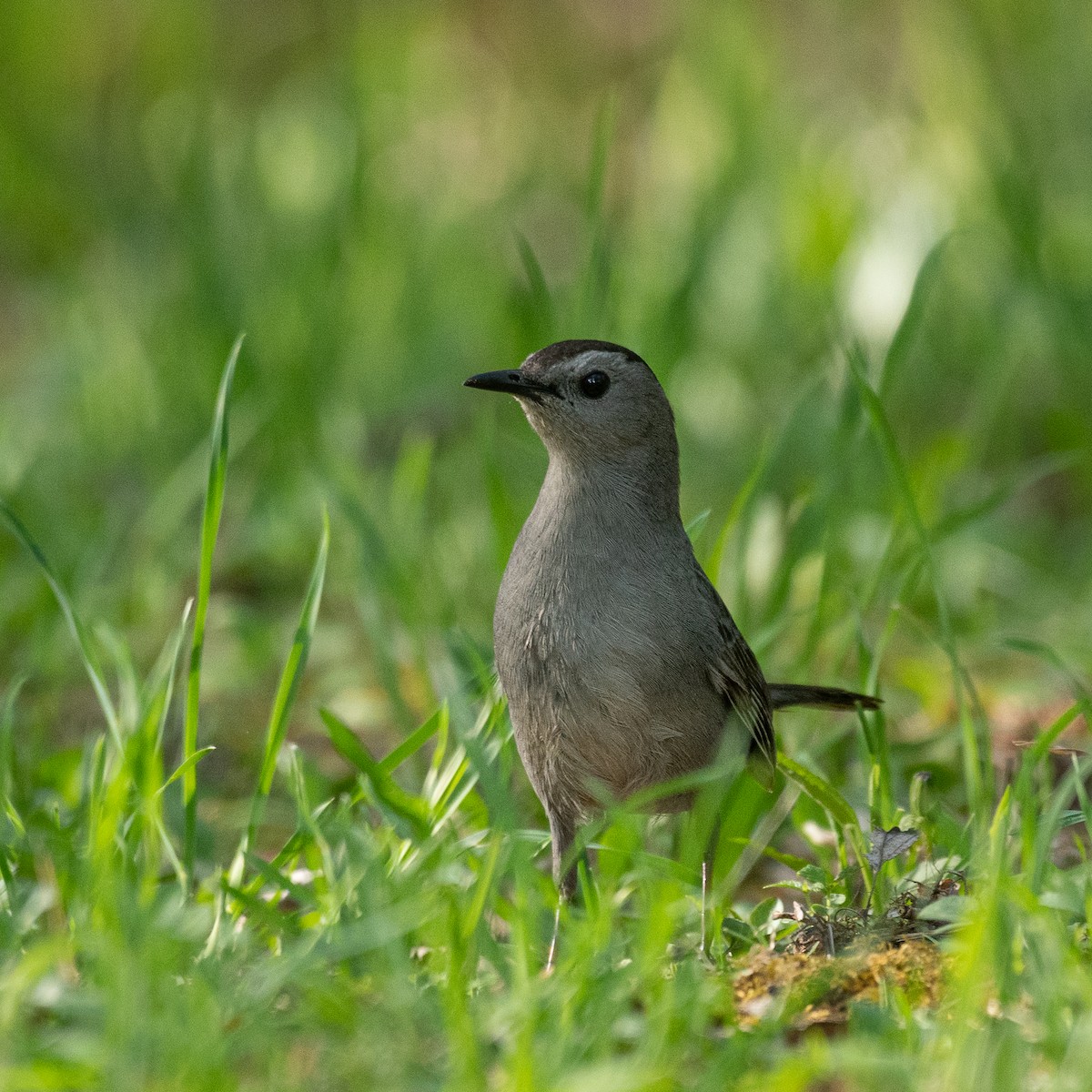 Pájaro Gato Gris - ML448704971