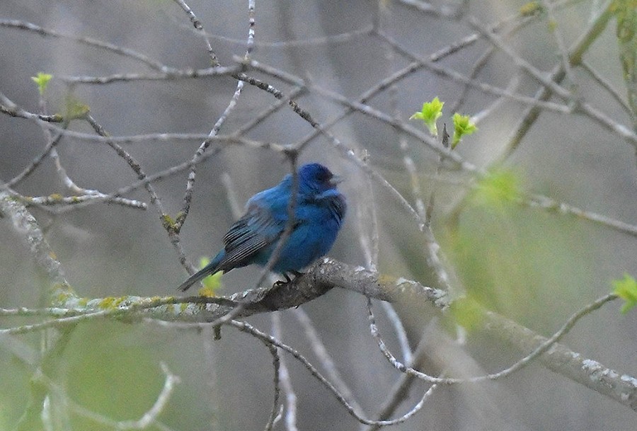 Indigo Bunting - ML448706741