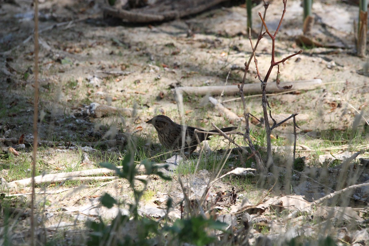 Lincoln's Sparrow - ML448707201