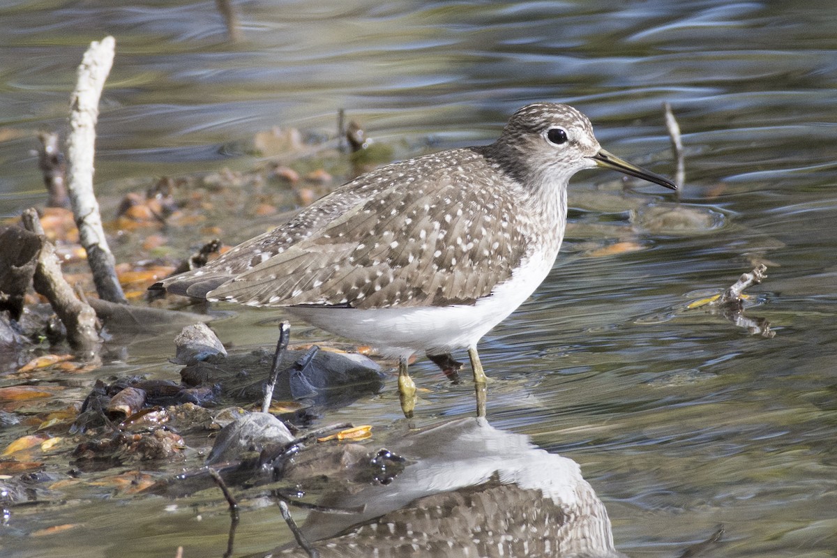 Solitary Sandpiper - ML448707741