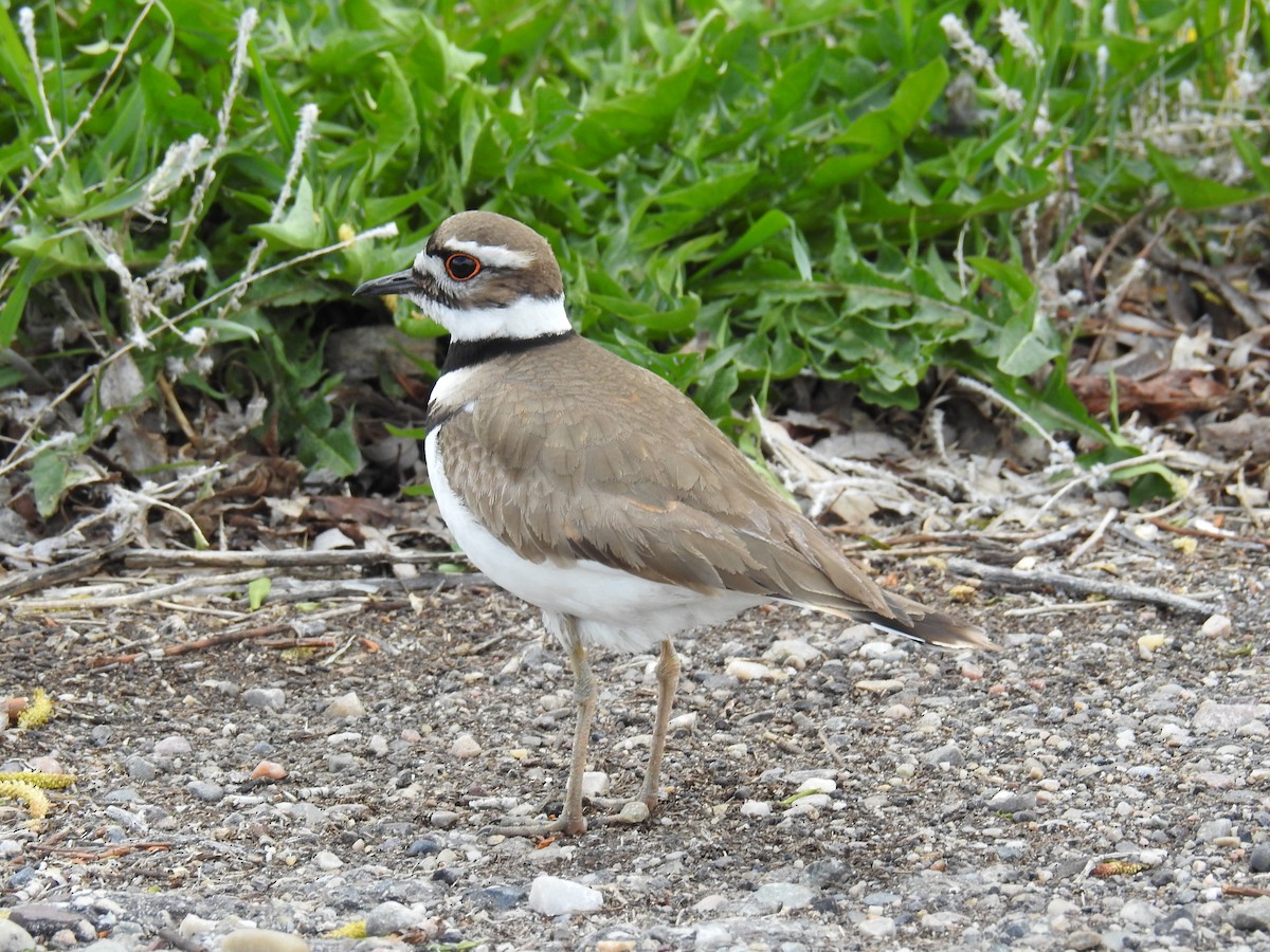 Killdeer - ML448707951