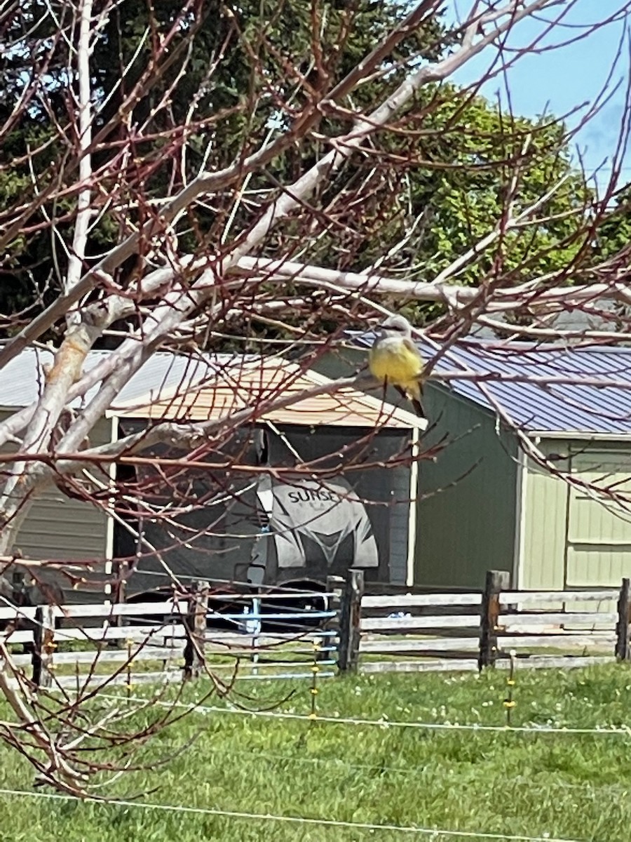 Western Kingbird - ML448708151