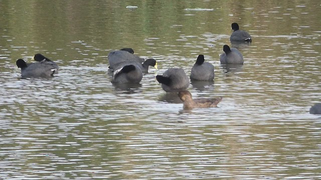 Black-headed Duck - ML448708621