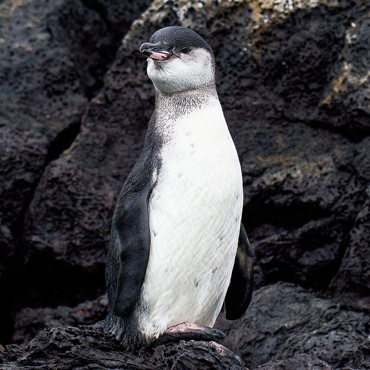 Galapagos Penguin - ML448708811