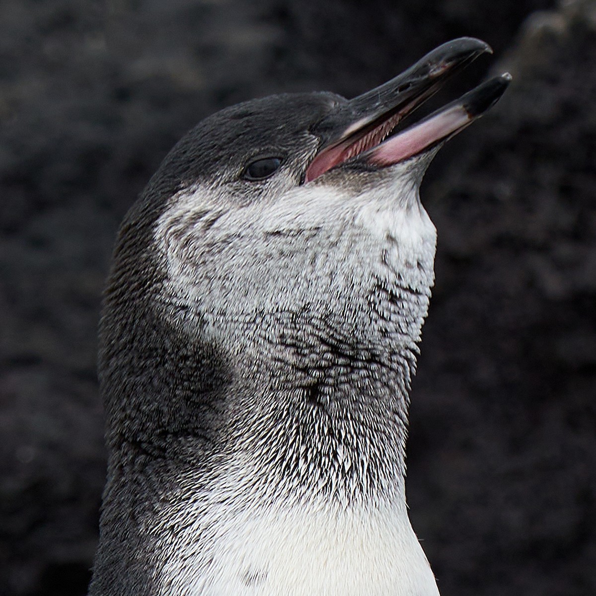 Galapagos Penguin - ML448708831