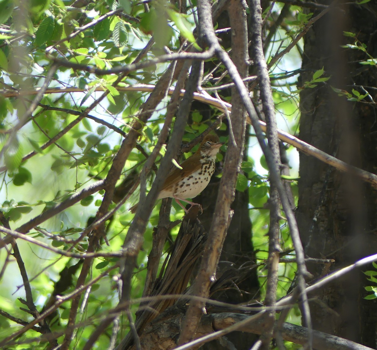 Wood Thrush - Franklin Miller