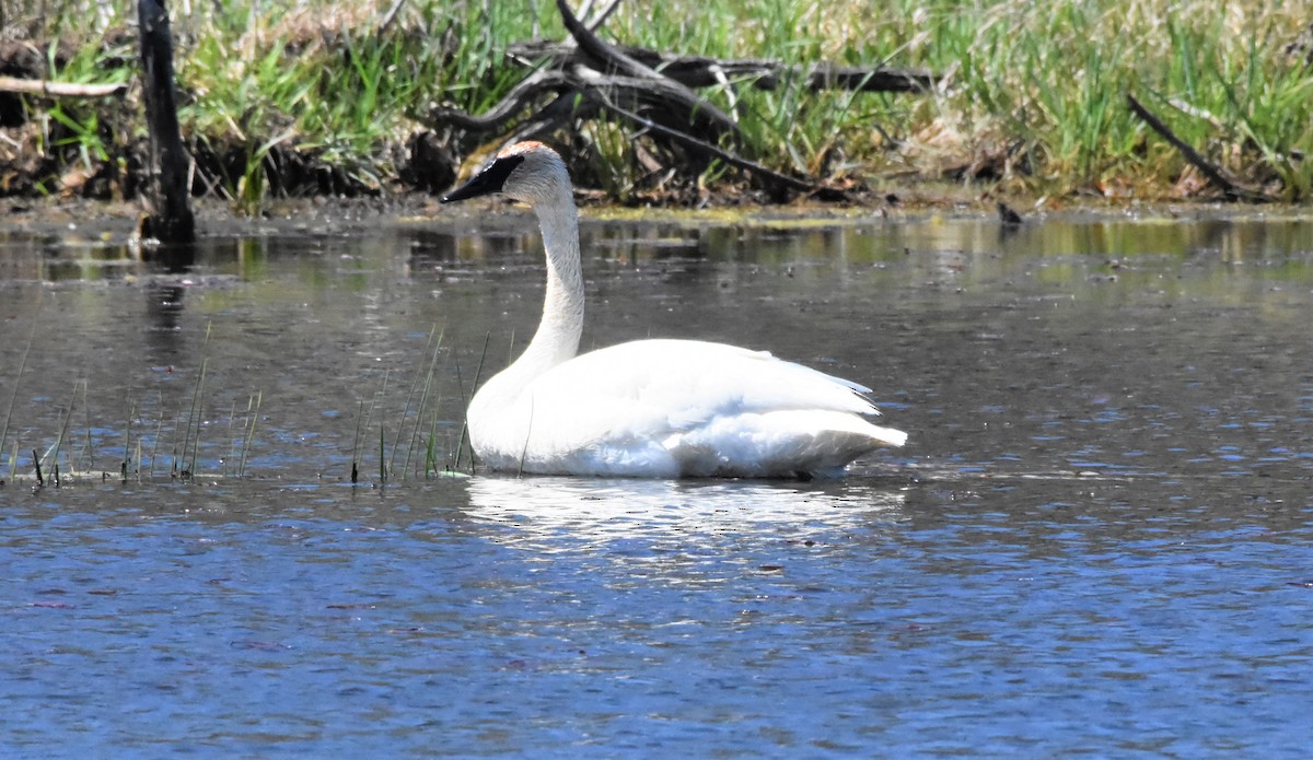 ナキハクチョウ - ML448711371