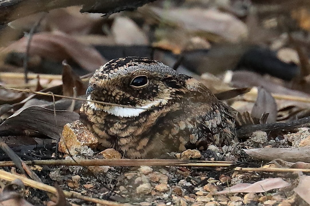 Spotted Nightjar - ML448715121