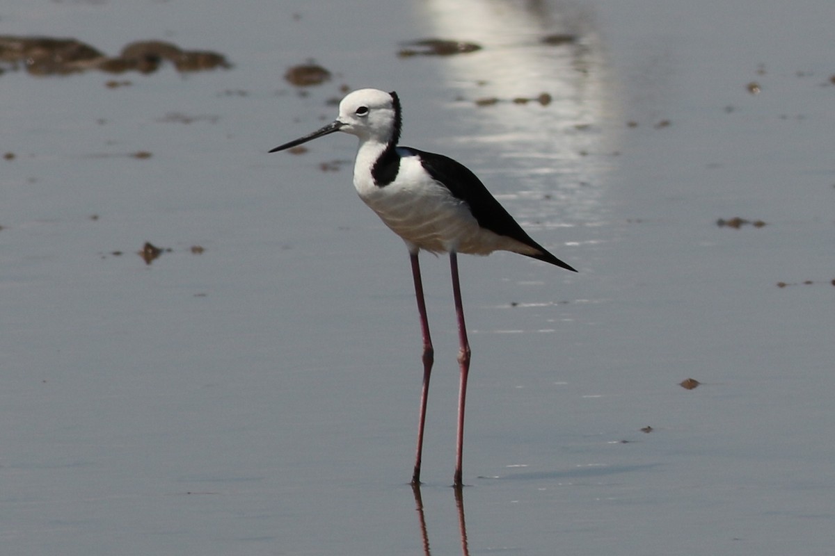 Pied Stilt - ML448716261