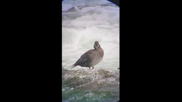 Хотгуужин чөрх - ML448717031