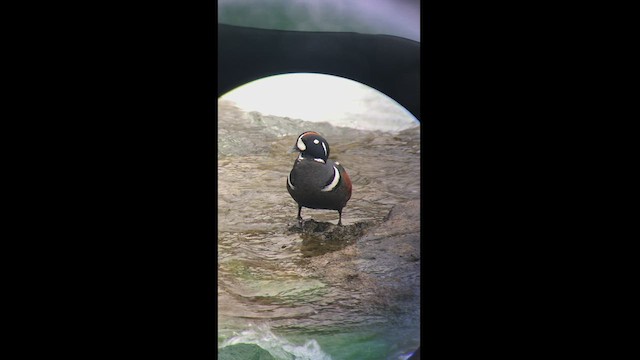 Хотгуужин чөрх - ML448717071