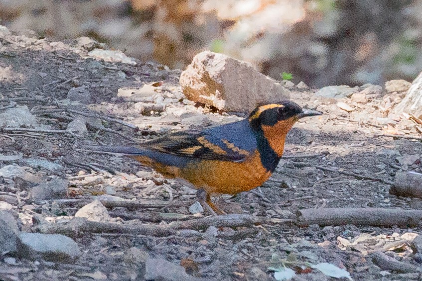 Varied Thrush - Ron Worgul