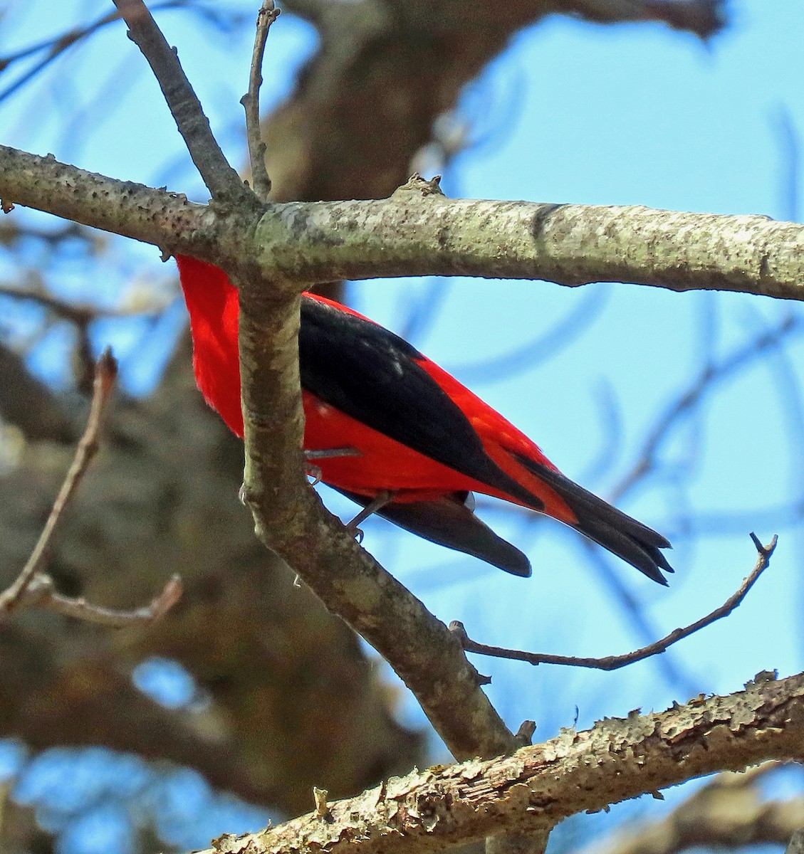Scarlet Tanager - ML448717571