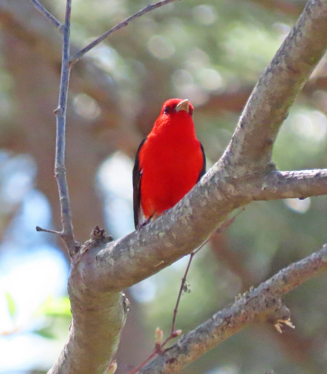 Scarlet Tanager - ML448717621