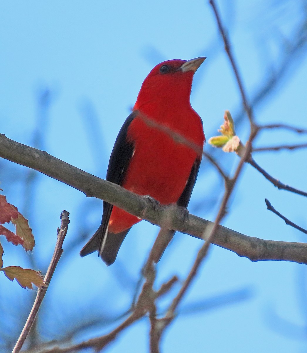 Scarlet Tanager - ML448717641