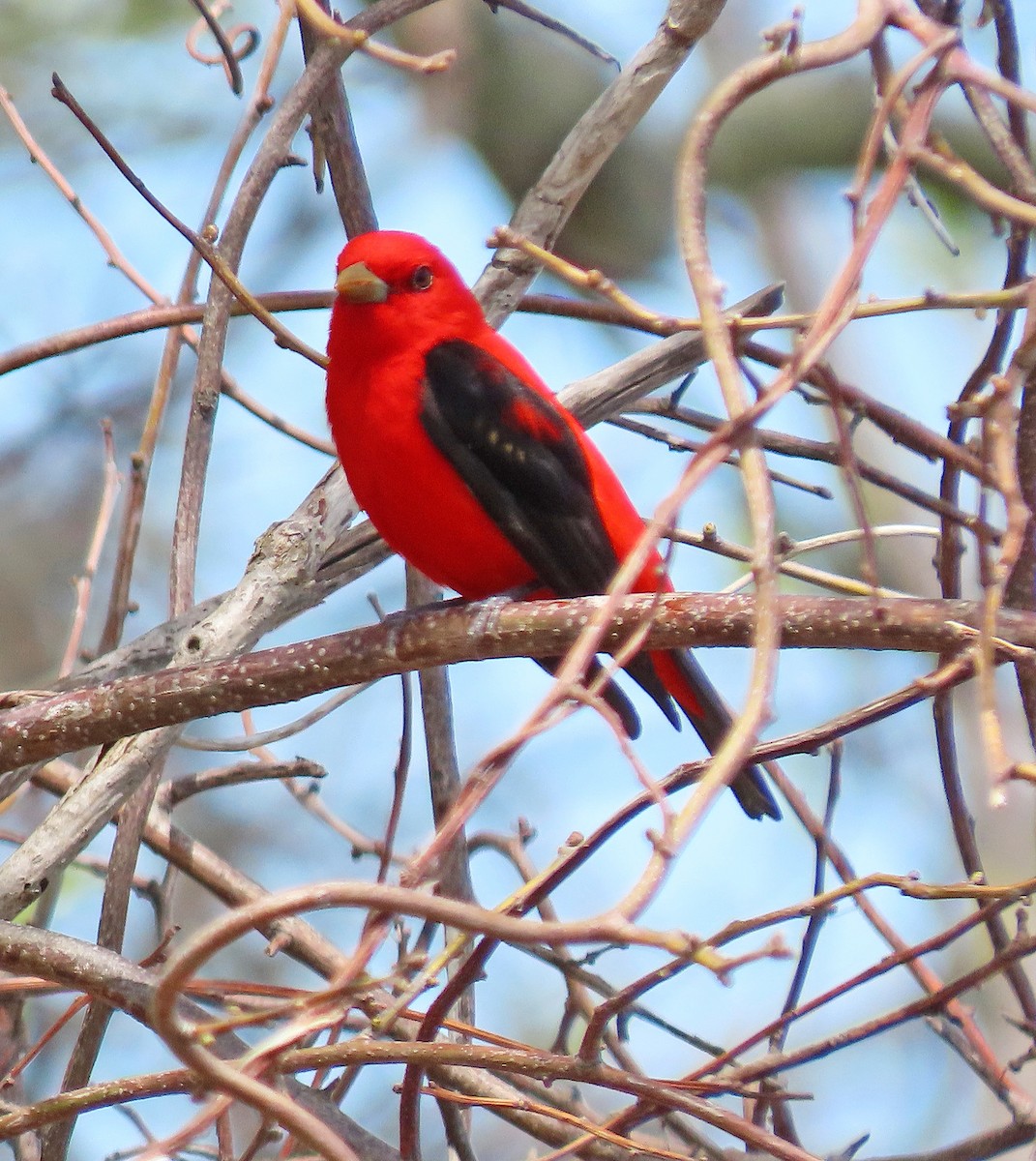 Scarlet Tanager - ML448717671