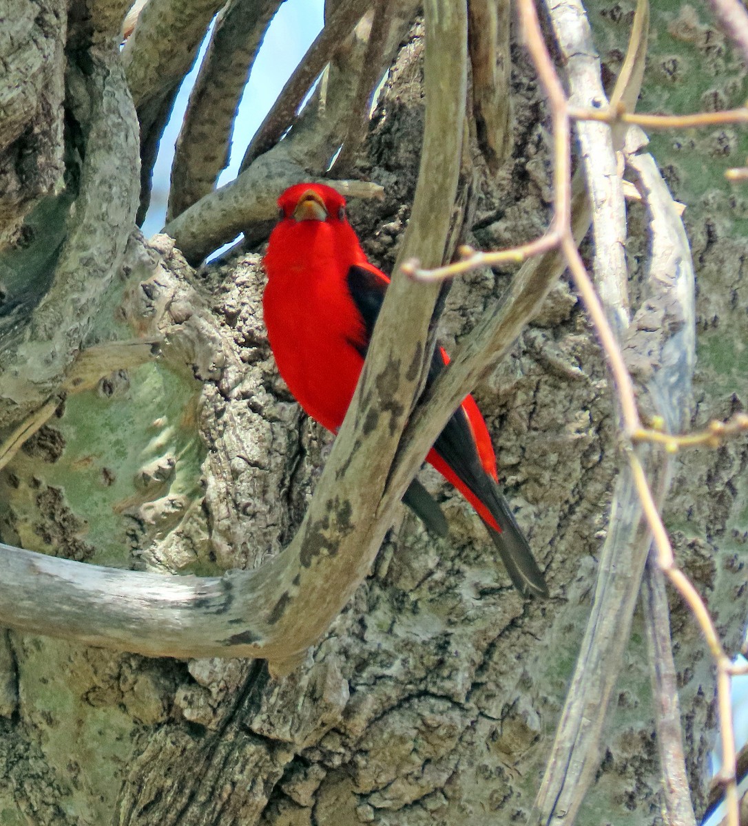 Scarlet Tanager - ML448717721
