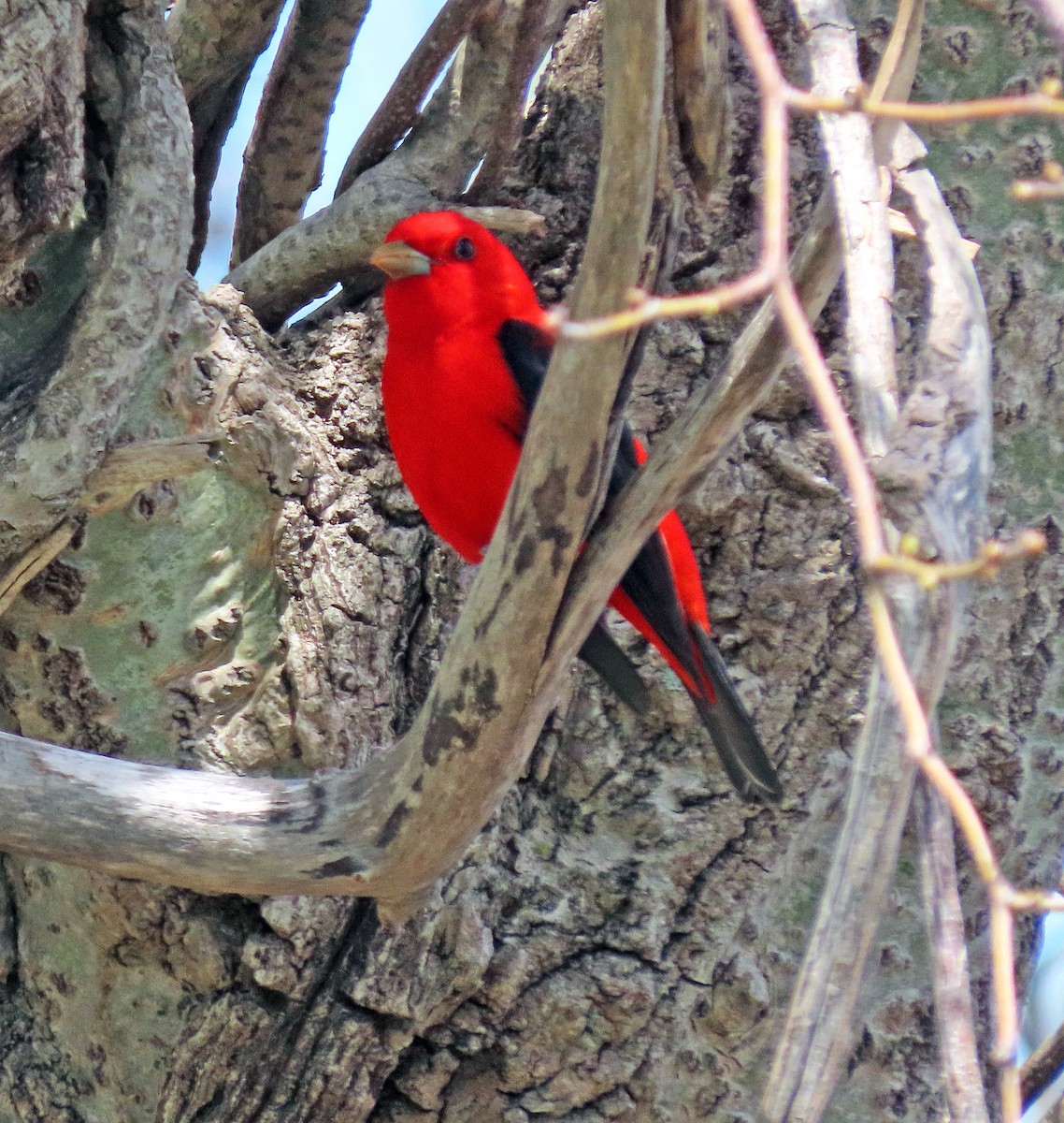 Scarlet Tanager - ML448717741