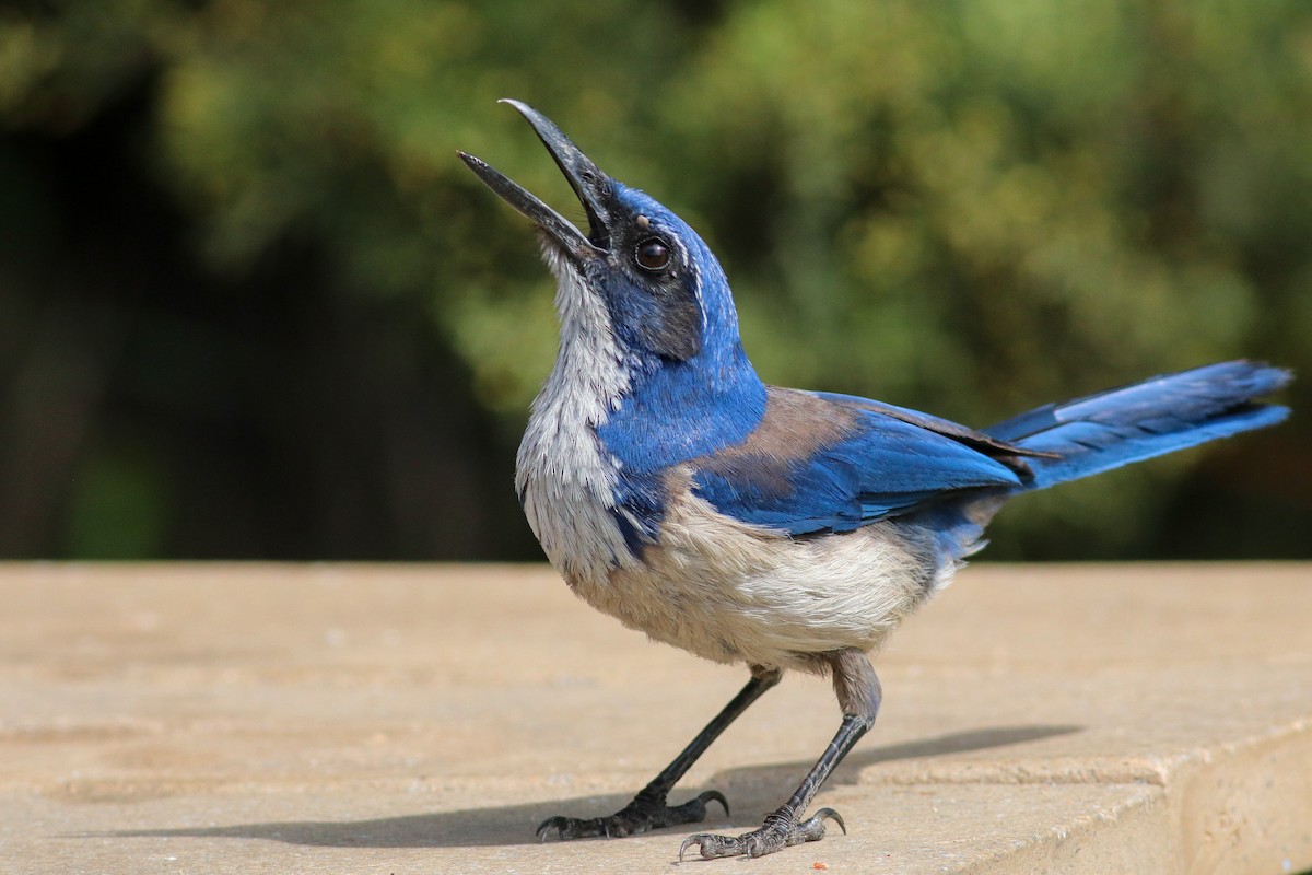 Island Scrub-Jay - ML448717781