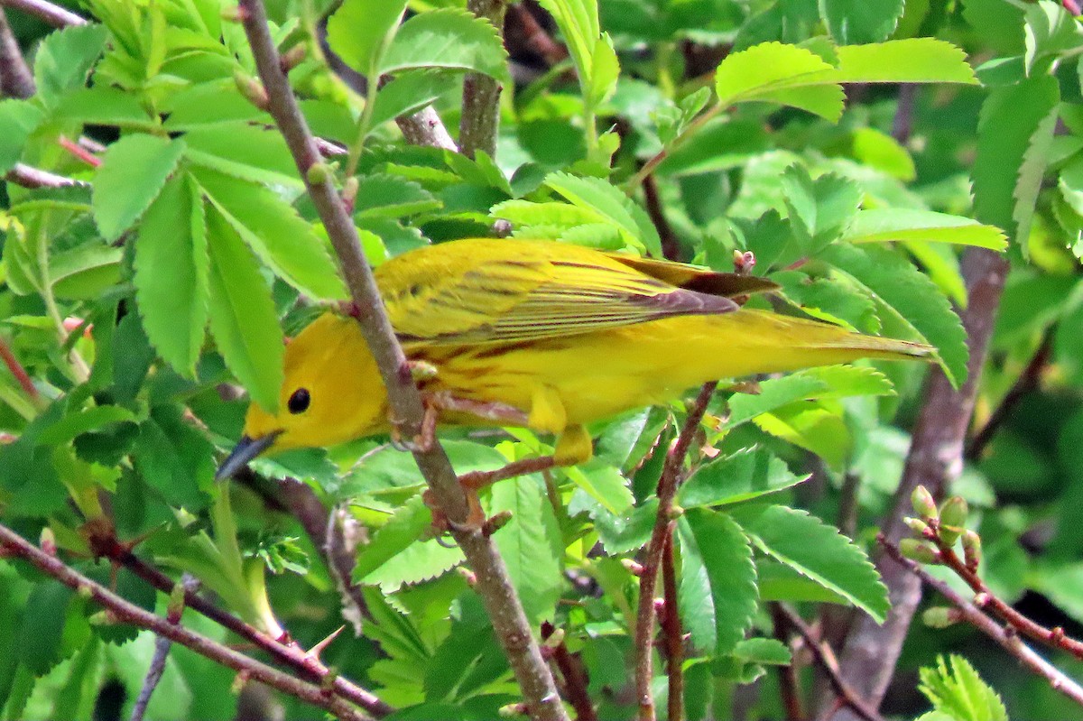 Yellow Warbler - Shilo McDonald