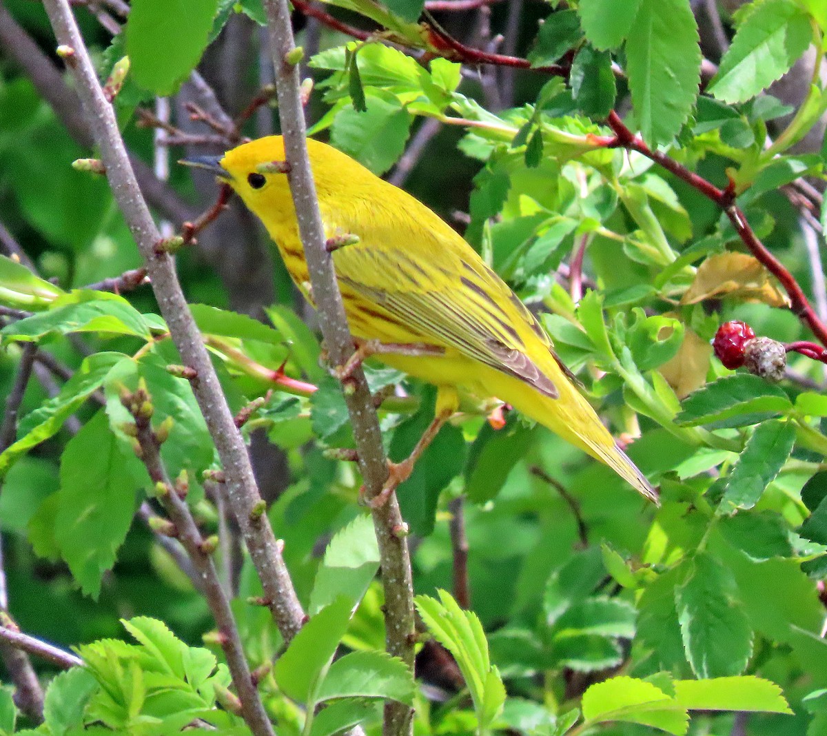 Yellow Warbler - Shilo McDonald