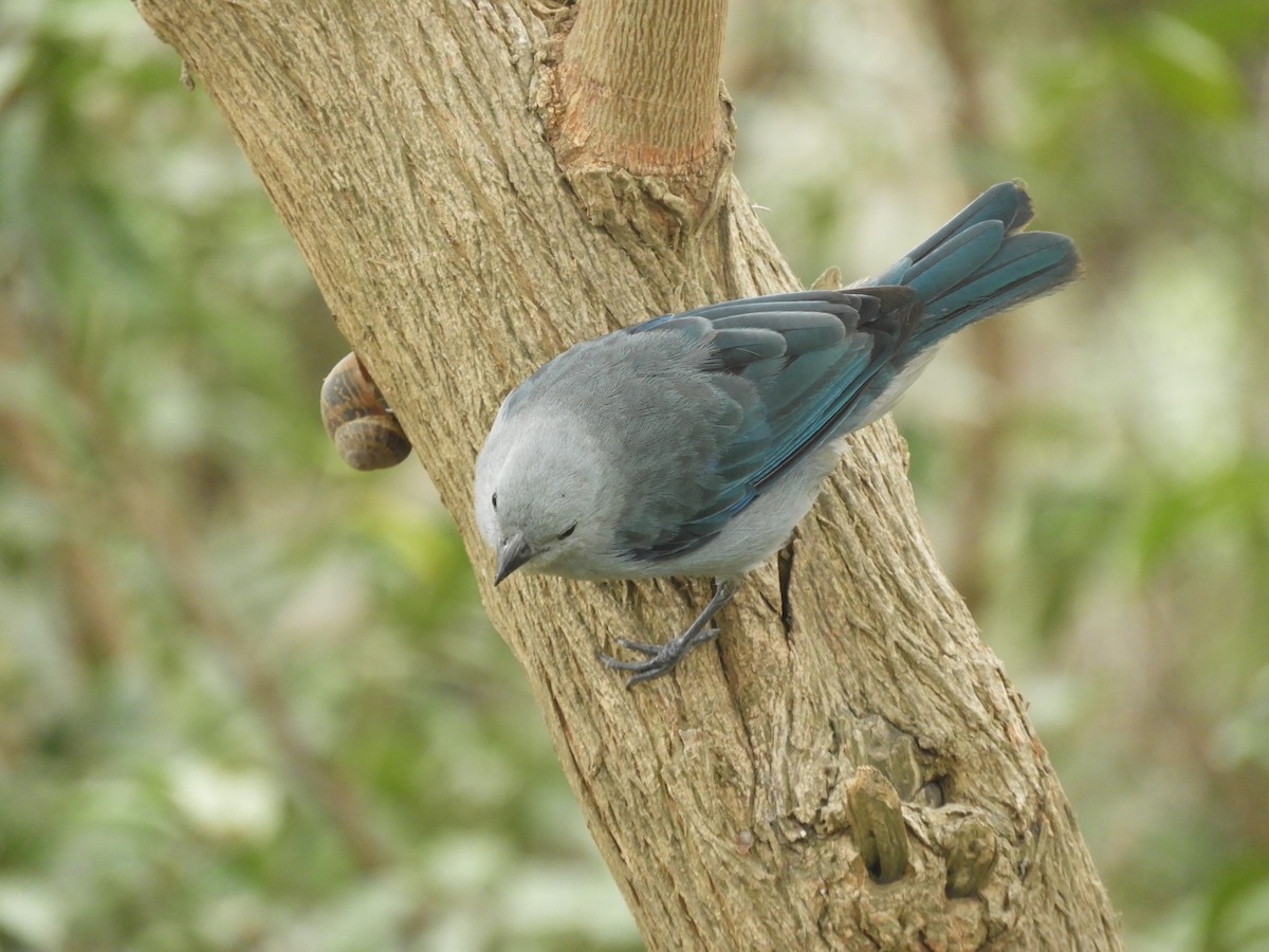 Blue-gray Tanager - ML448718181