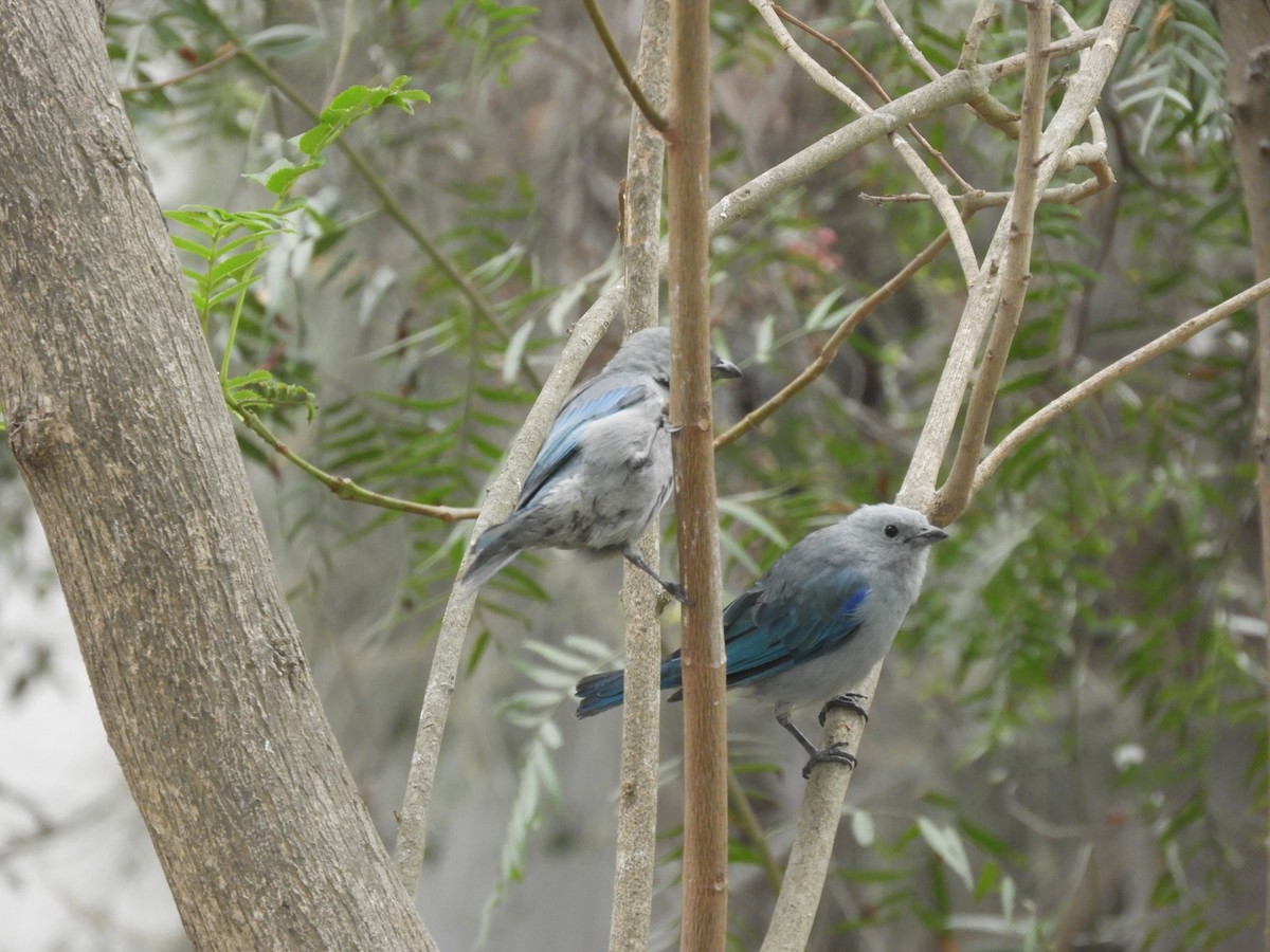 Blue-gray Tanager - ML448719441