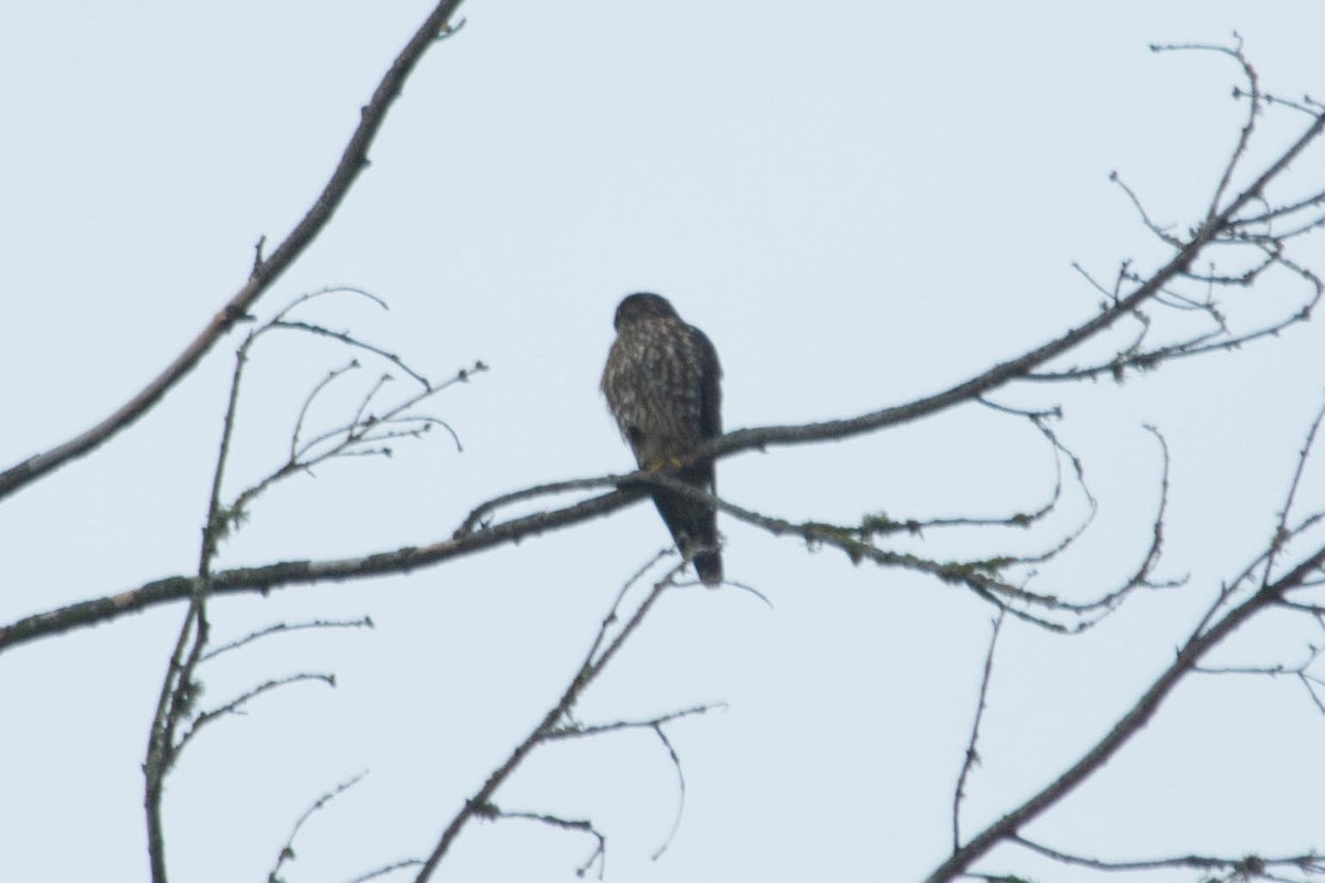 Хайргууна шонхор - ML44871981