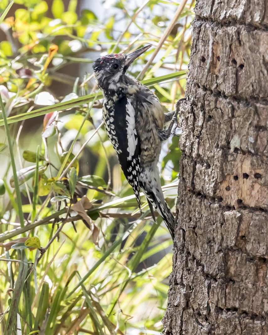 Yellow-bellied Sapsucker - ML448719851