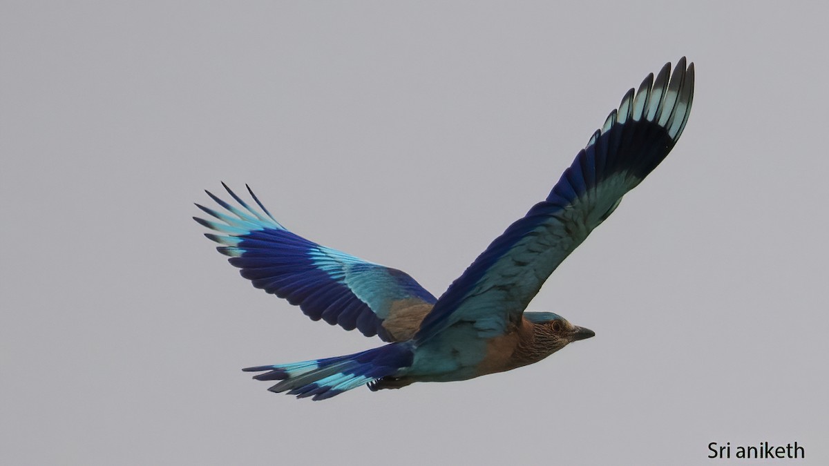 Indian Roller - ML448720461