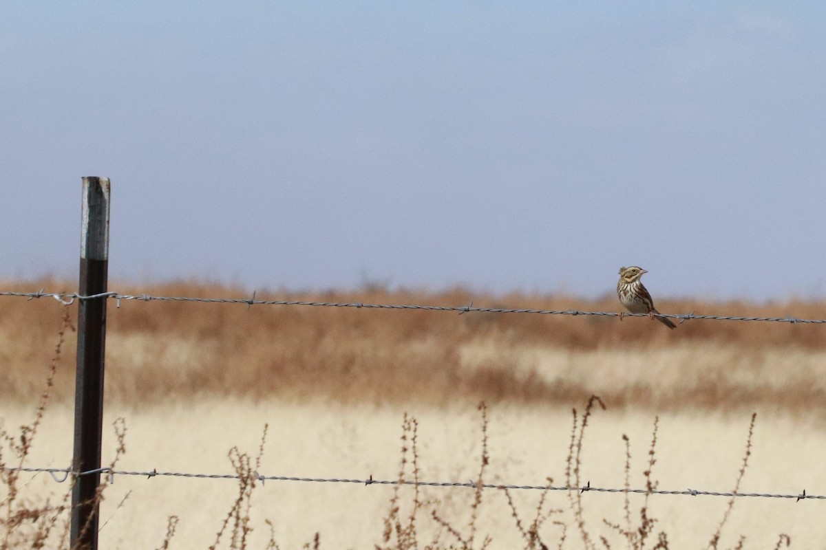 Savannah Sparrow - Angel Zakharia