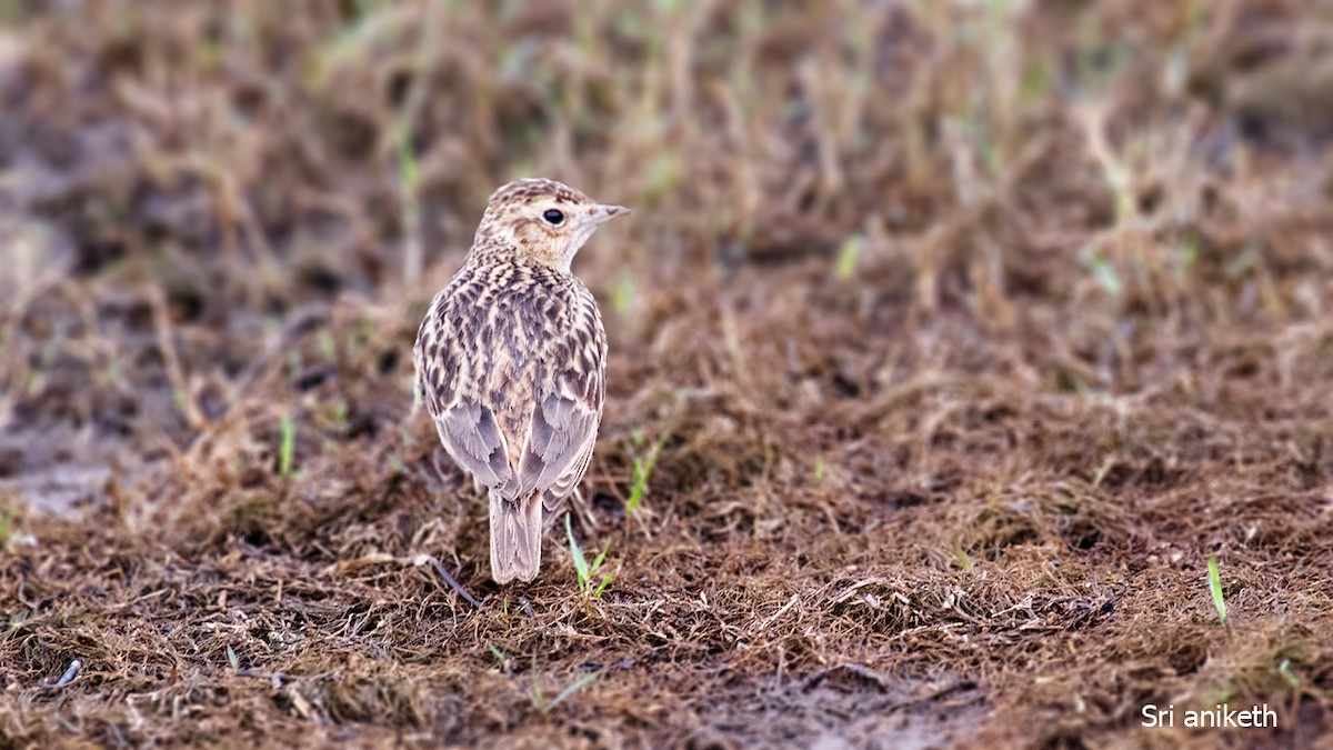 Oriental Skylark - ML448720671