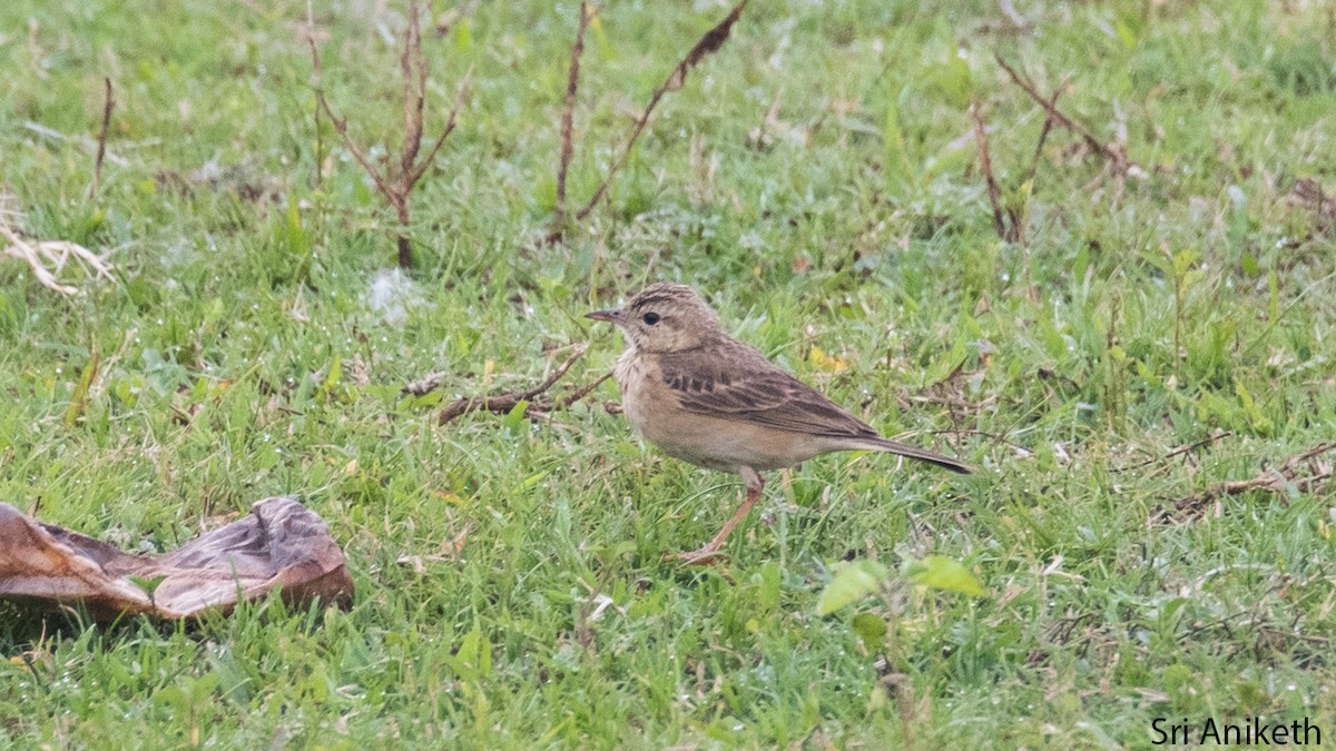 Paddyfield Pipit - ML448720861