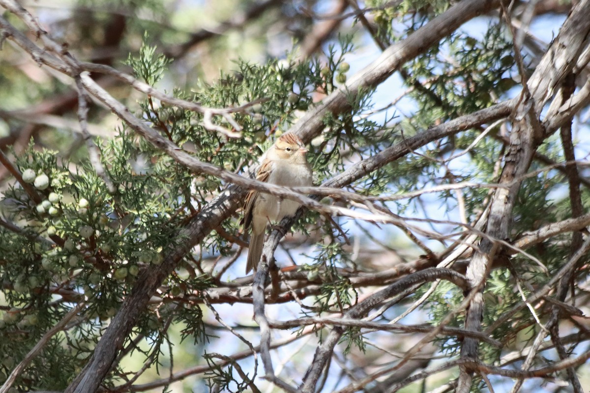 Chipping Sparrow - Angel Zakharia