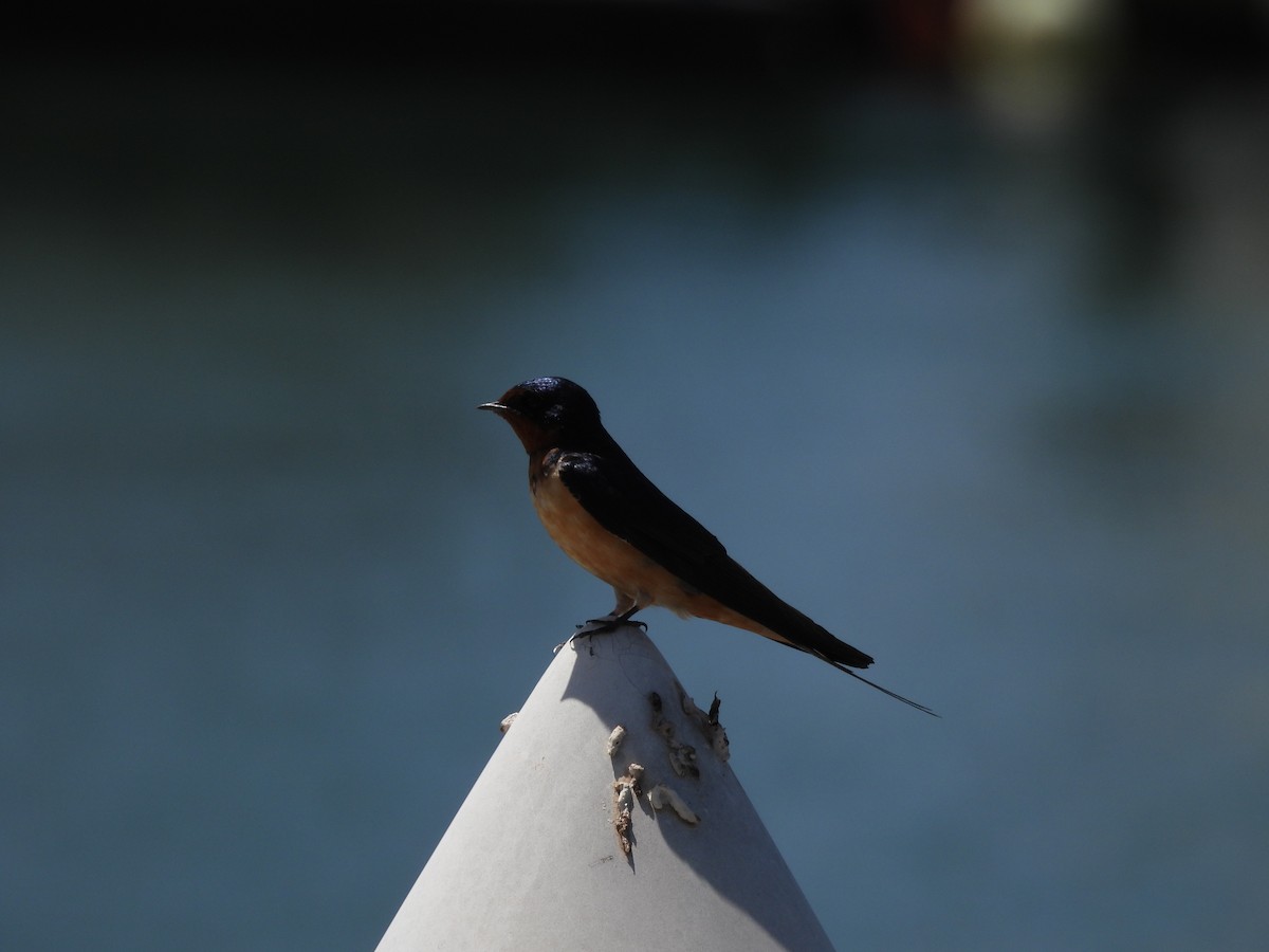 Barn Swallow - Drew Hatcher