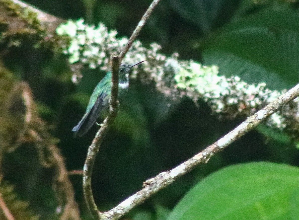kolibřík bělohrdlý - ML448722131