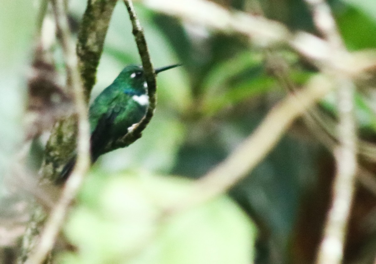 kolibřík bělohrdlý - ML448722141