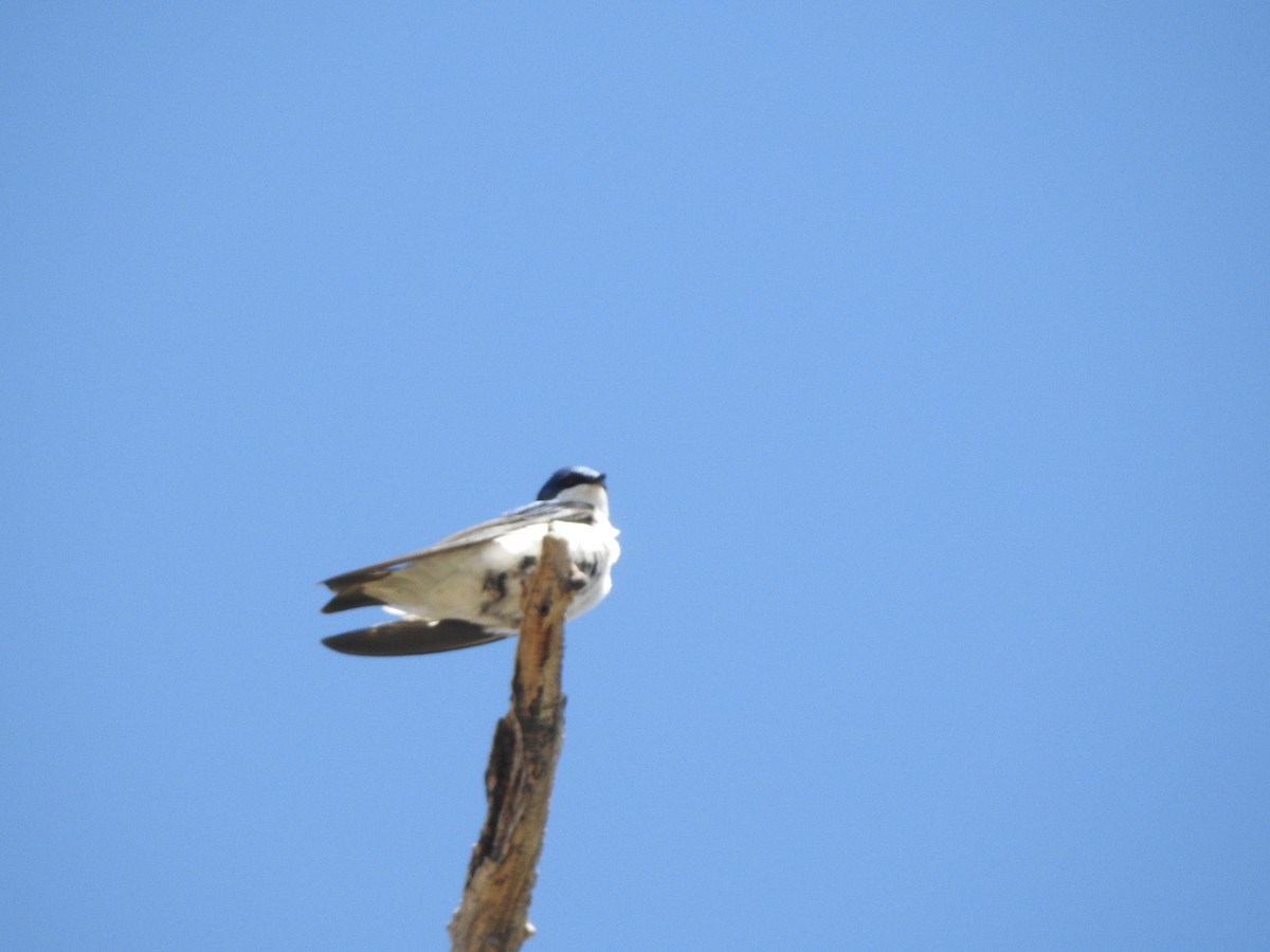 Tree Swallow - ML448724871