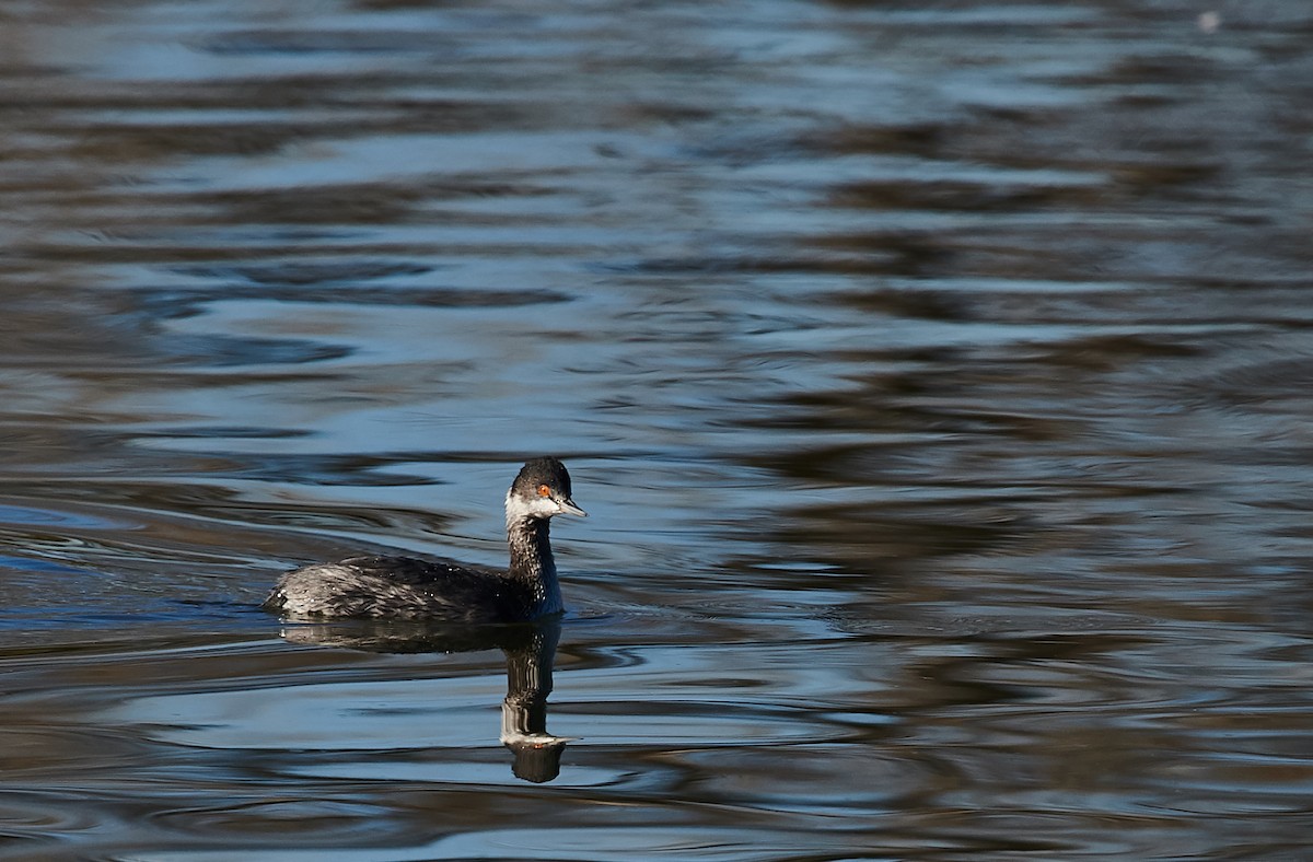 Eared Grebe - Nick Hamatake