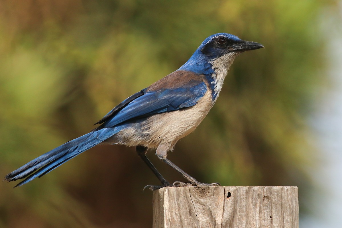 Island Scrub-Jay - ML448725951