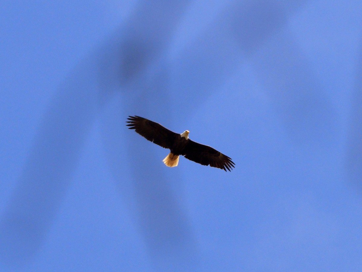 Bald Eagle - ML448728081