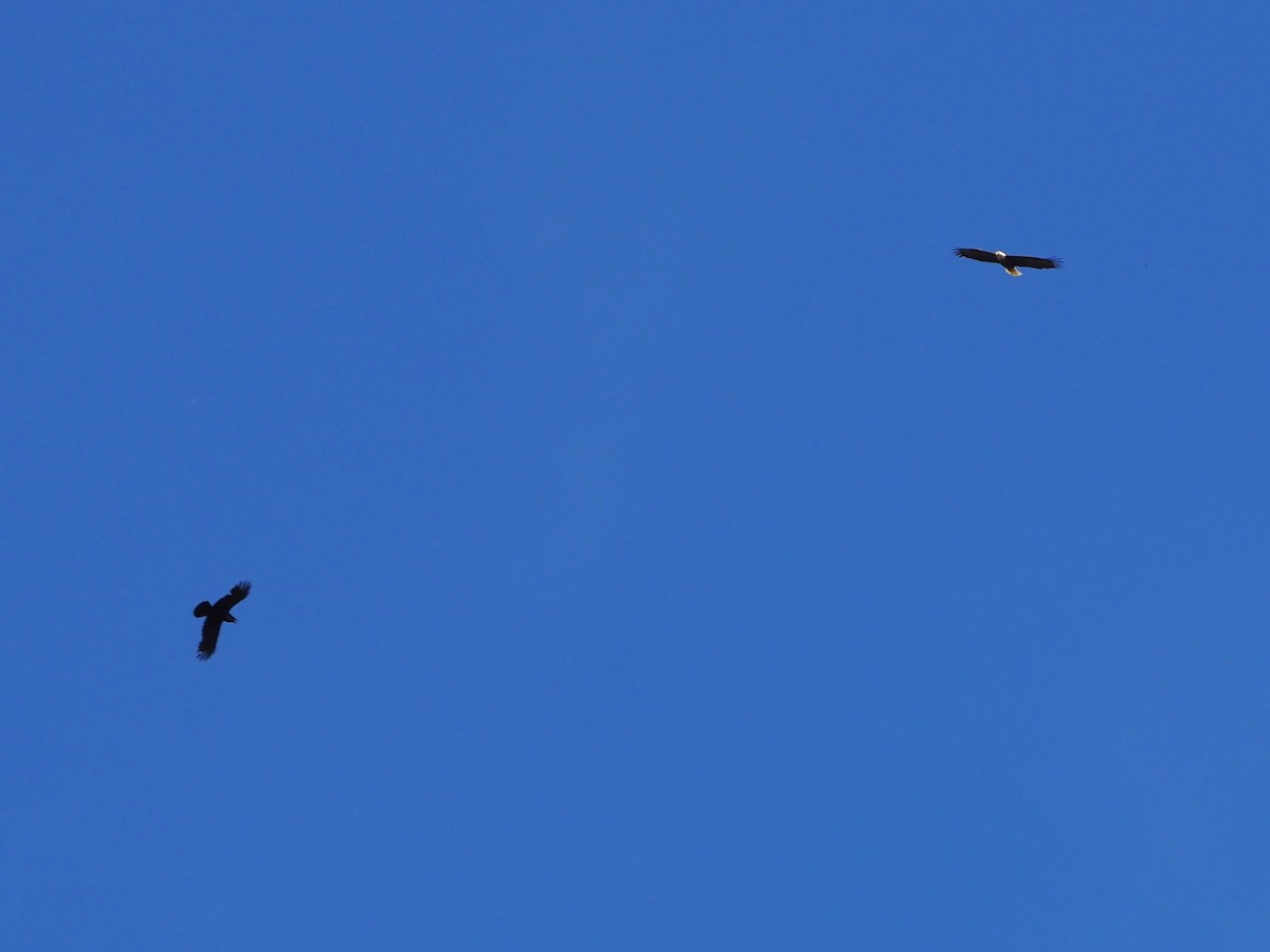 Bald Eagle - ML448728111