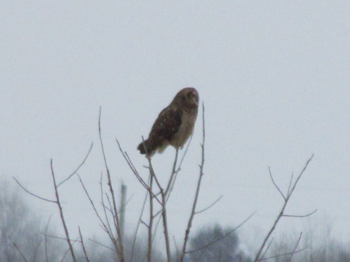 Short-eared Owl - ML44872821