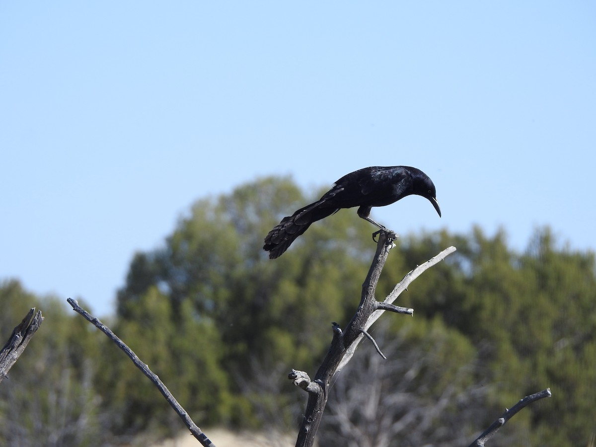 Great-tailed Grackle - ML448728751