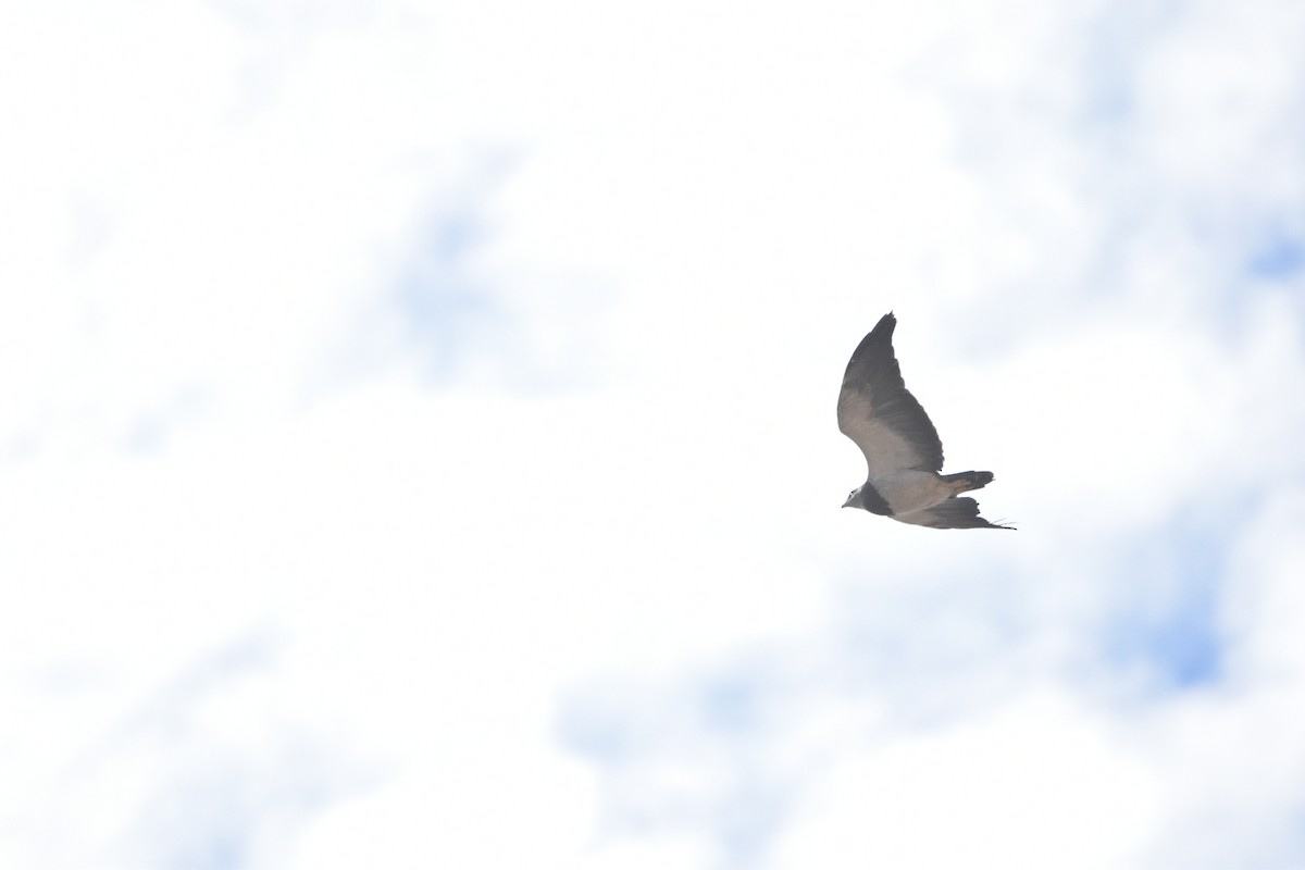 Black-chested Buzzard-Eagle - ML448730471