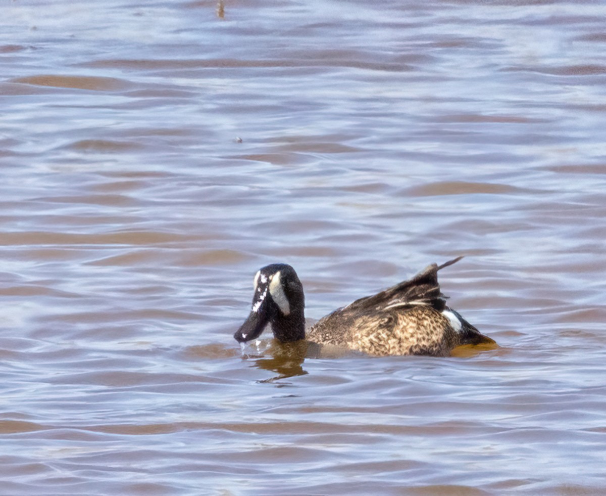 Blue-winged Teal - ML448730481