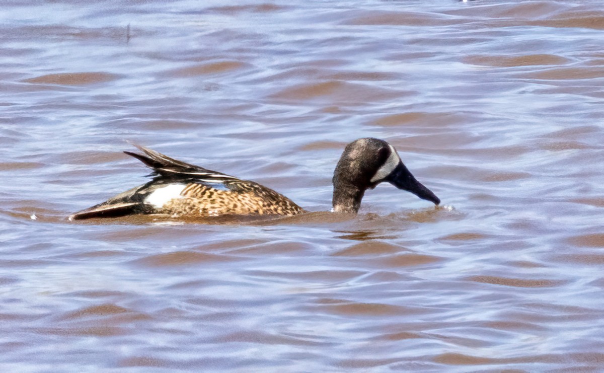 Blue-winged Teal - ML448730491